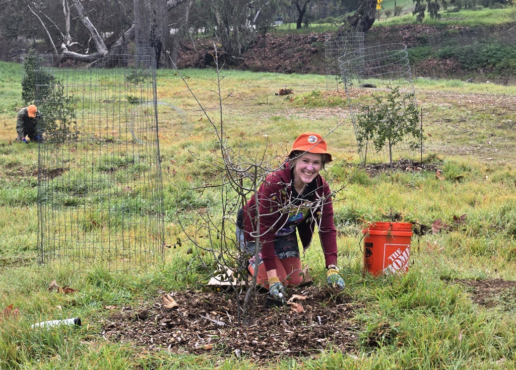 Dolores weeding around a small Valley Oak.  